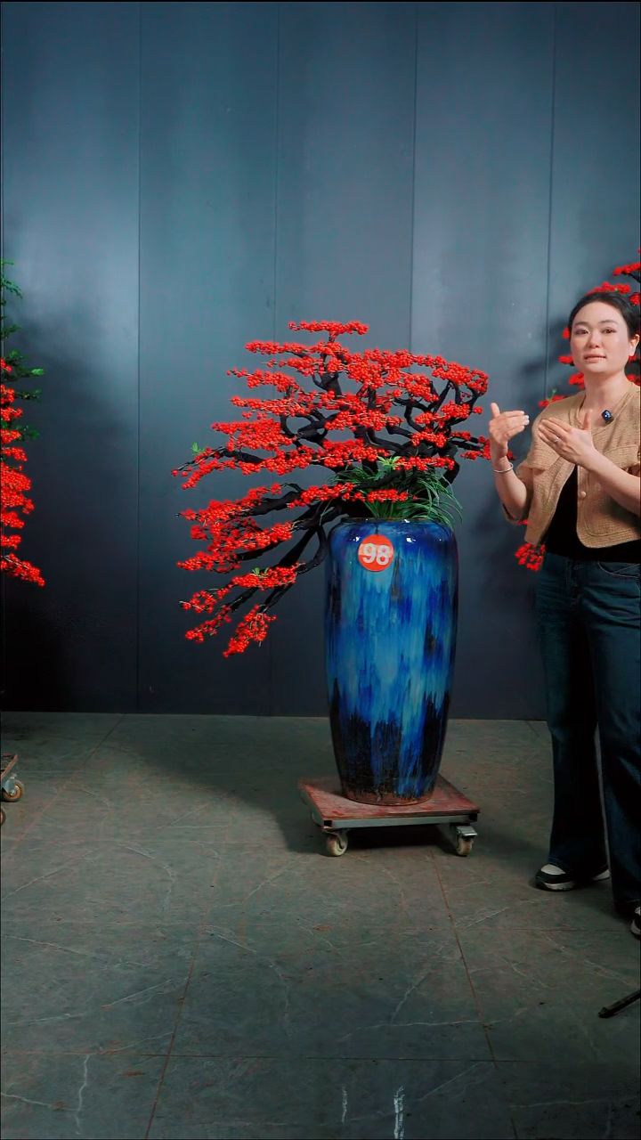 无花朵纯**合北美冬青