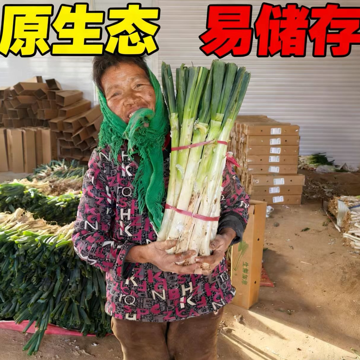 [当日现挖]正宗山东铁杆大葱新鲜带皮去半叶带葱根原生态毛葱包邮