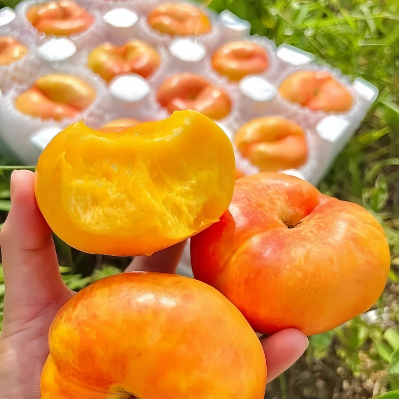 山东蒙阴黄毛蟠桃黄肉潘桃脆甜现摘脆甜毛桃