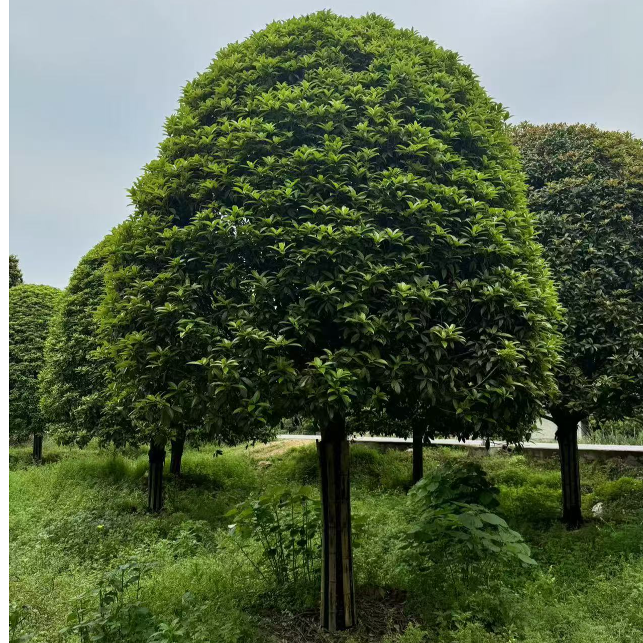 八月黄金桂 南北方通用 耐寒 十里飘香