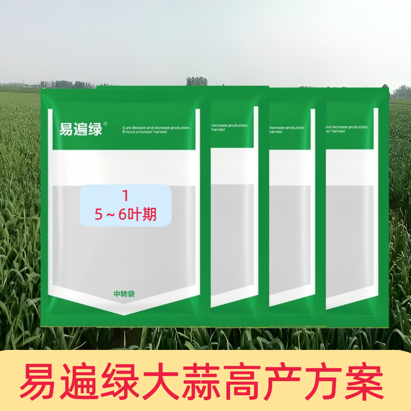 大蒜高产方案生根壮根膨大
