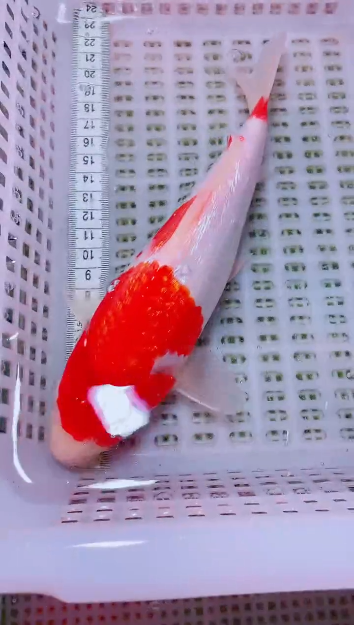 锦鲤血统锦鲤全场包邮161