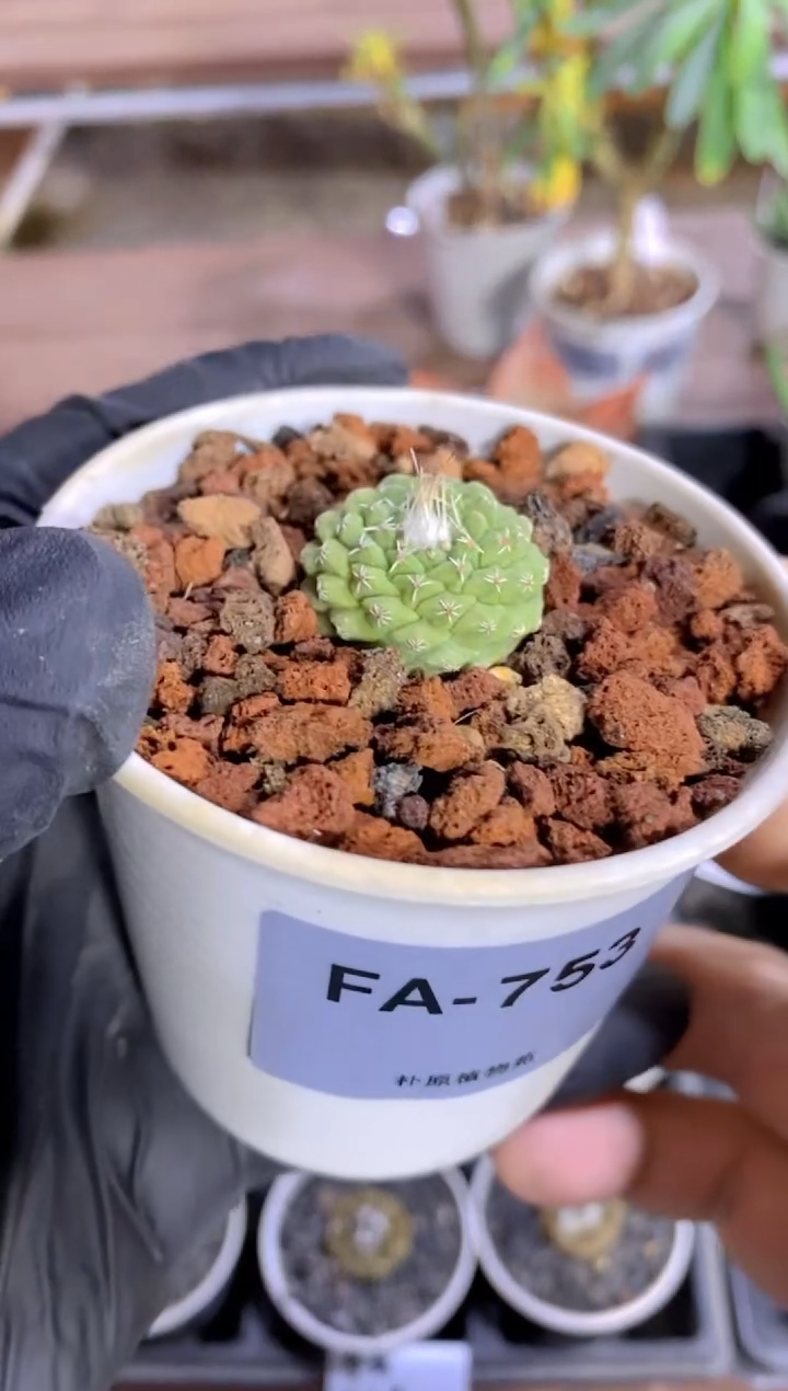【闪购商品】白花菊水FA-753