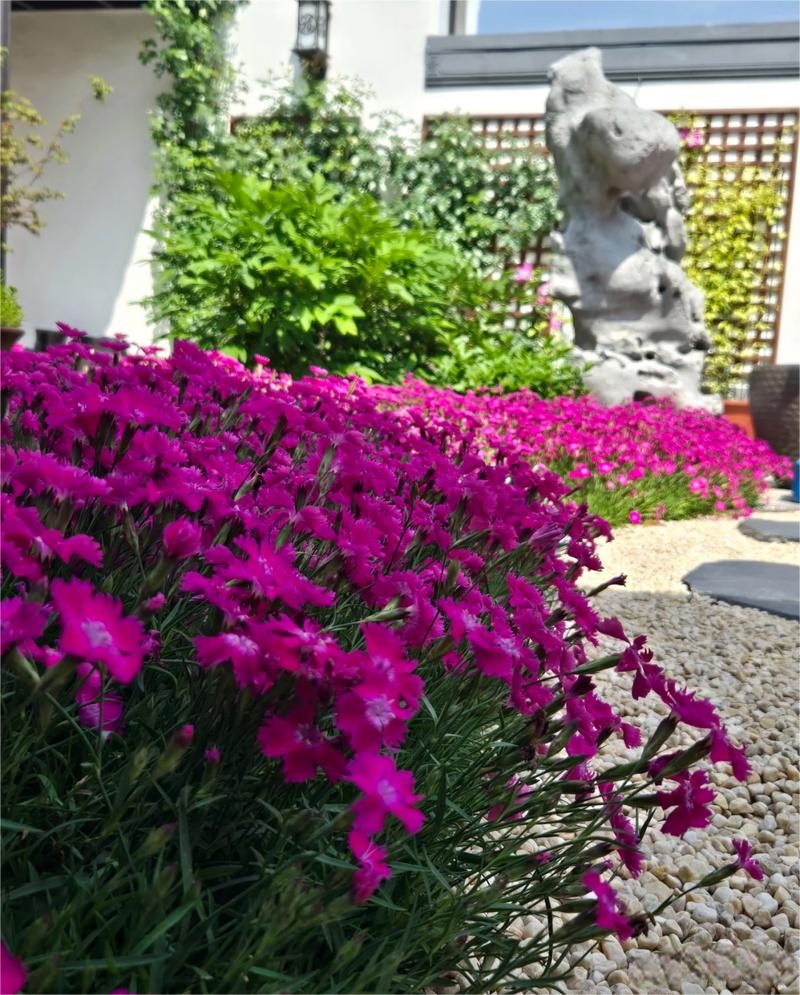 欧石竹粉贝花苗