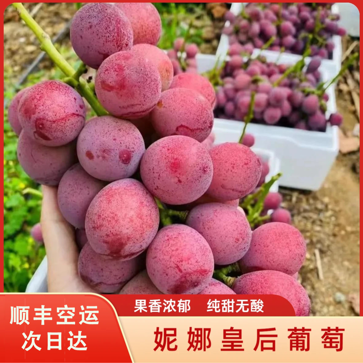 明日达【顺丰空运包邮】正宗妮娜皇后无籽葡萄浓香酒香脆甜当季新鲜现摘直发整箱 源头产地：陕西省