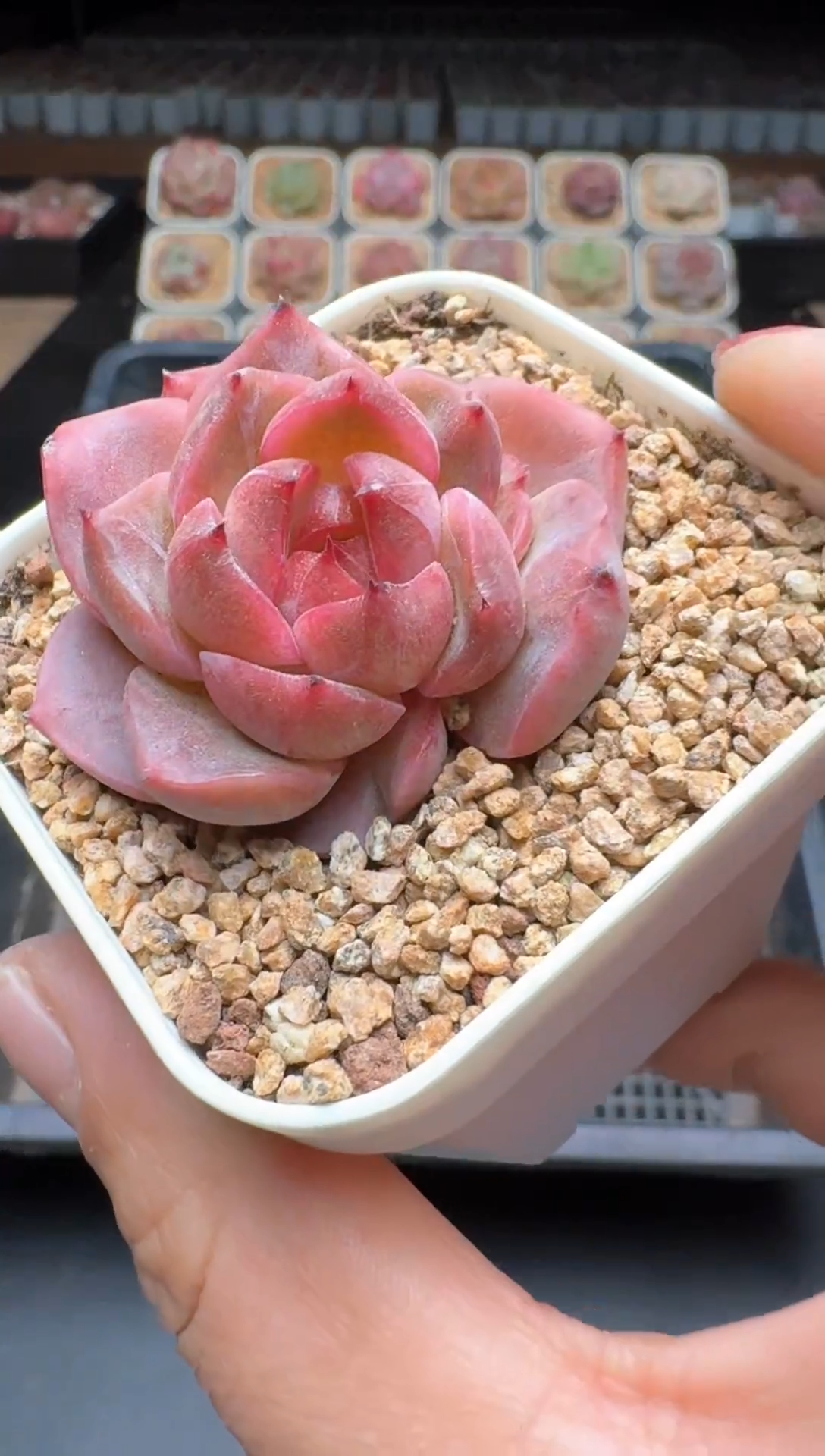 【闪购商品】752A物拍多肉带盆土6.5杯拍3颗包柚