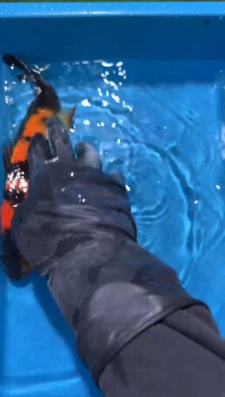 锦鲤点关注右下角竞拍链接出价