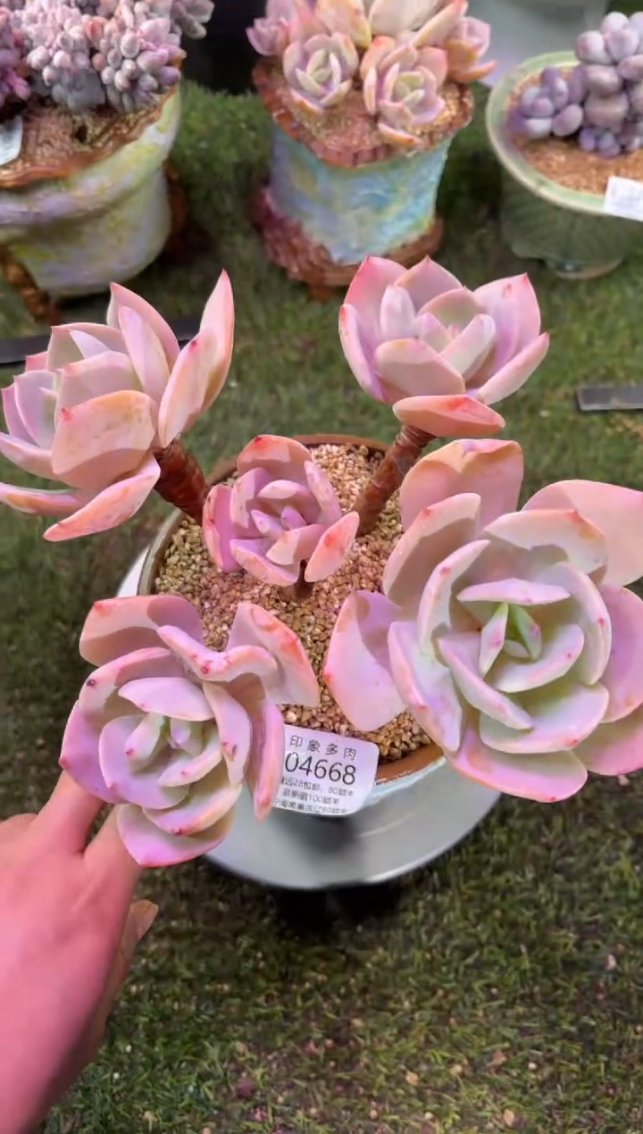 【闪购商品】04668