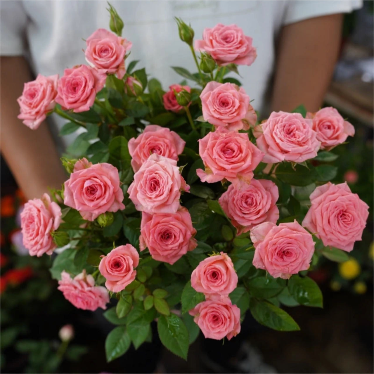 【仙杜瑞拉】新手易养盆栽月季阳台月季庭院花卉多季节开花爆花植物