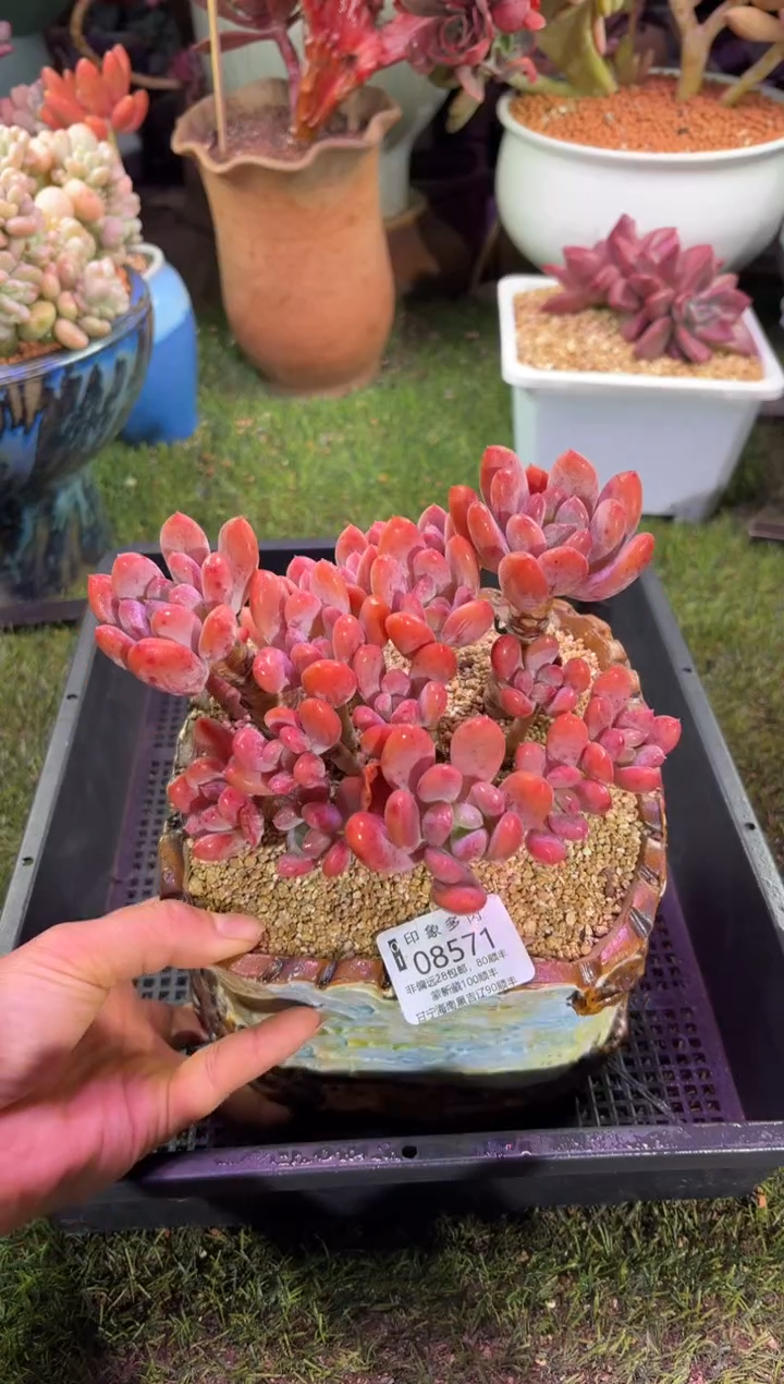 【闪购商品】08571