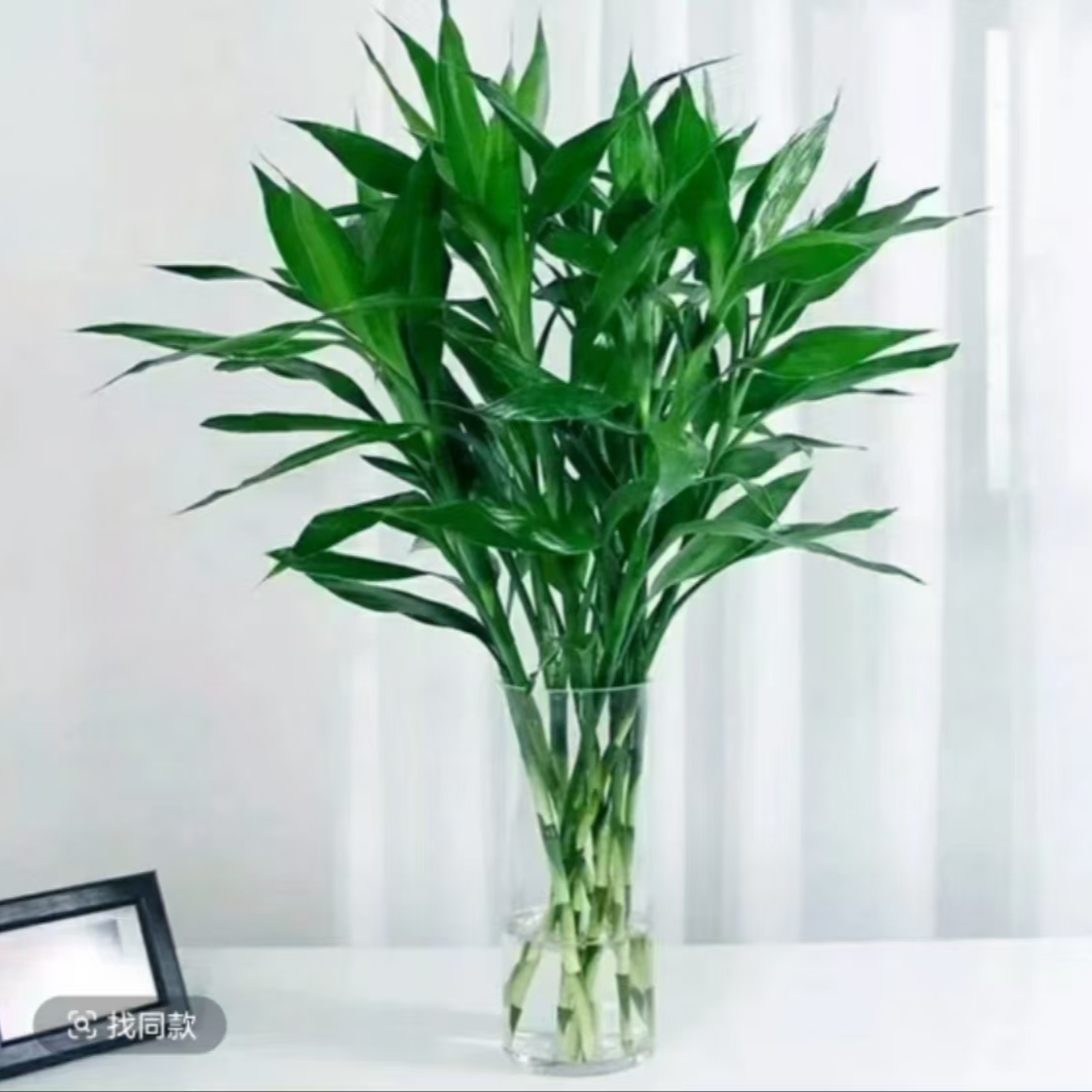富贵竹水培植物室内盆栽水养植物净化空气四季好养绿植客厅花卉