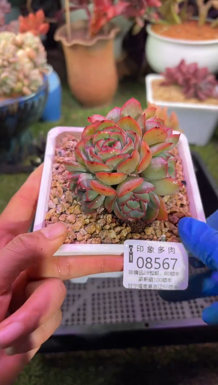 【闪购商品】08567