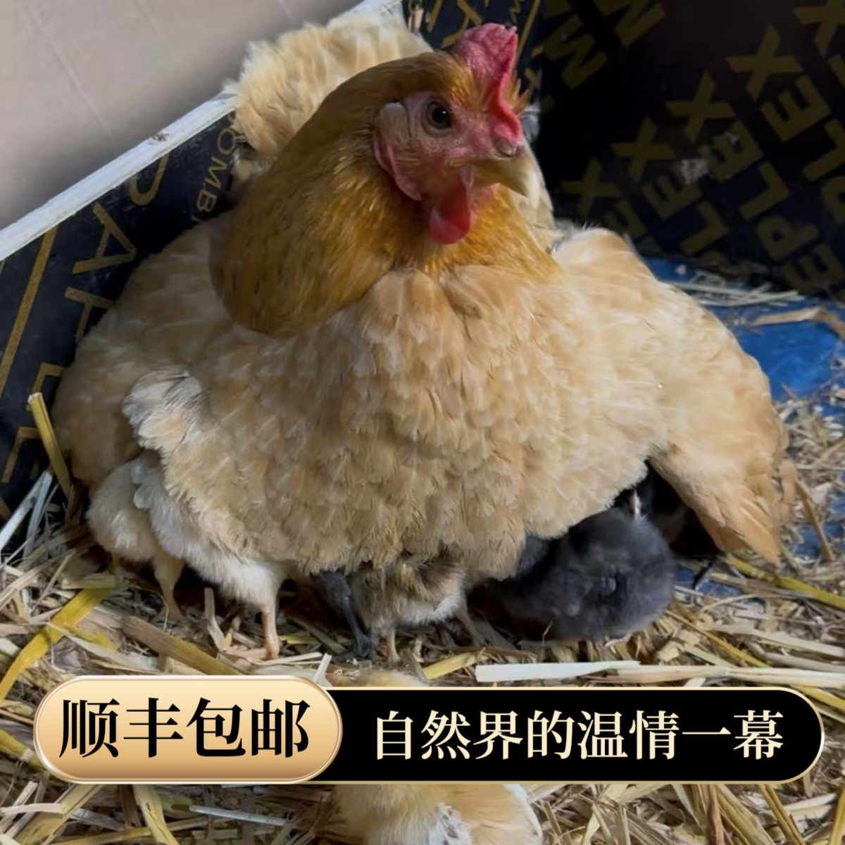 【抱窝鸡+鸡仔】抱窝母鸡带小鸡发货超萌可爱宠物鸡