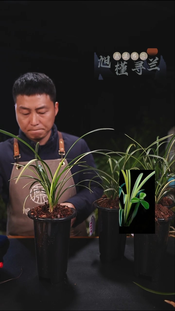 当前无花朵，栽培后可花朵汤*礼宋梅艺草缟艺（5苗草）内部价