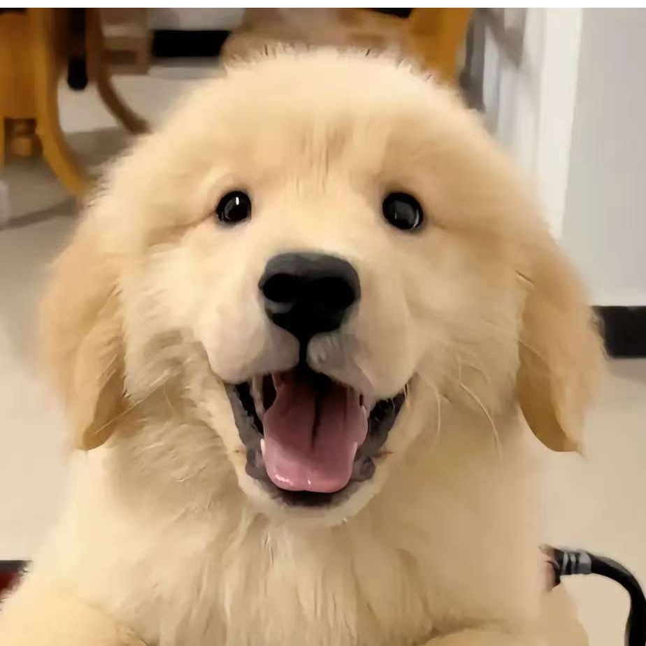云南陈晨宠犬专用链接