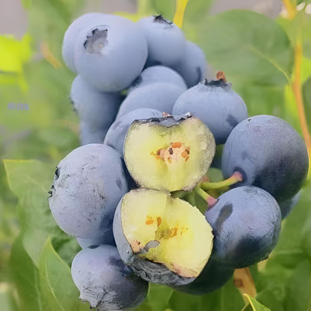 蓝莓树南北方种植盆栽地栽庭院种植