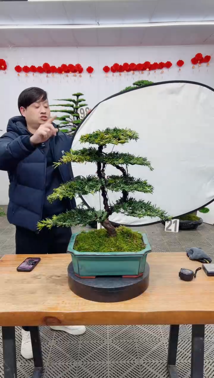 【闪购商品】盆景盆景