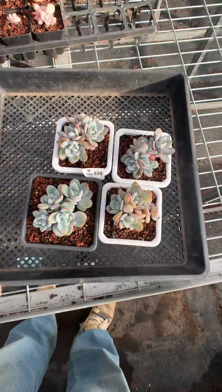 698奶茶多肉植物一物一拍4棵