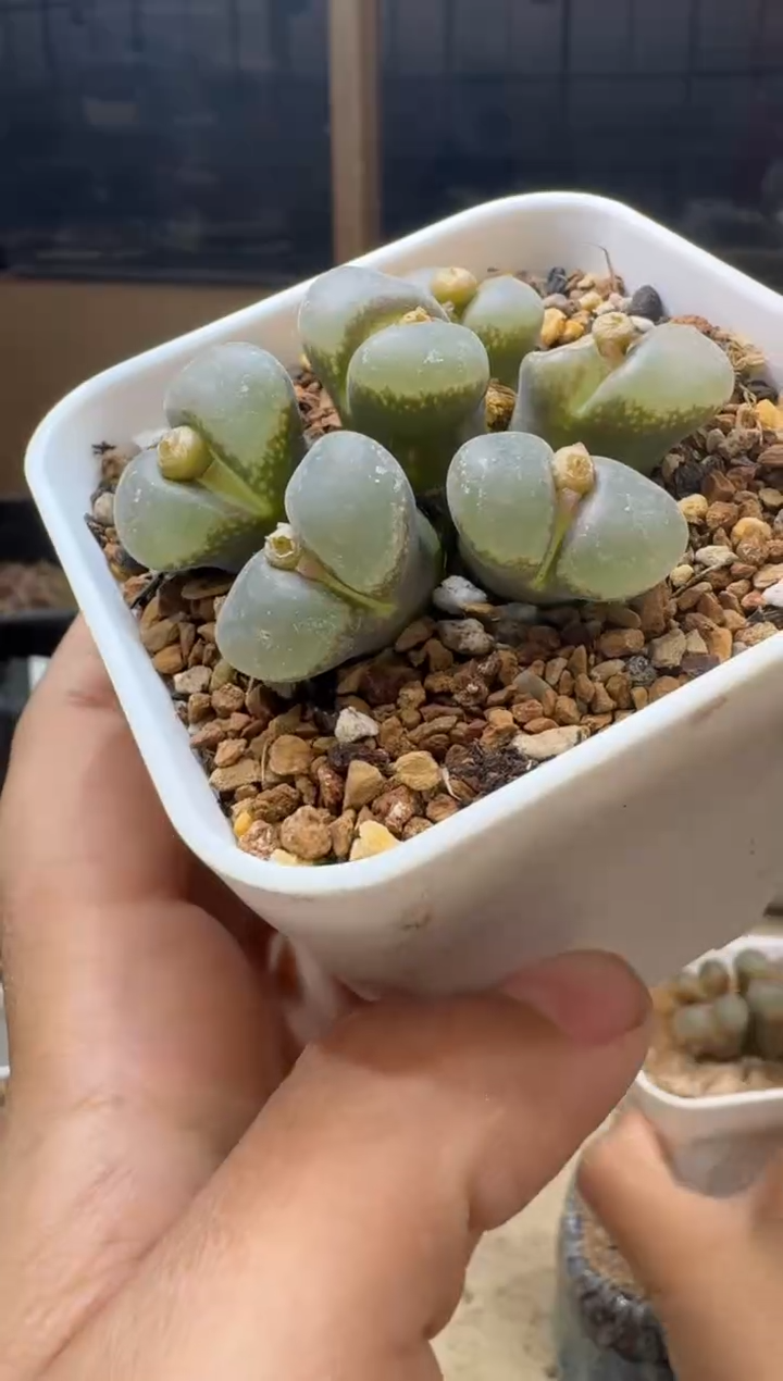 g*f6-241多肉植物肉锥