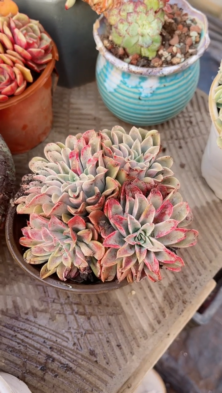 【闪购商品】15141