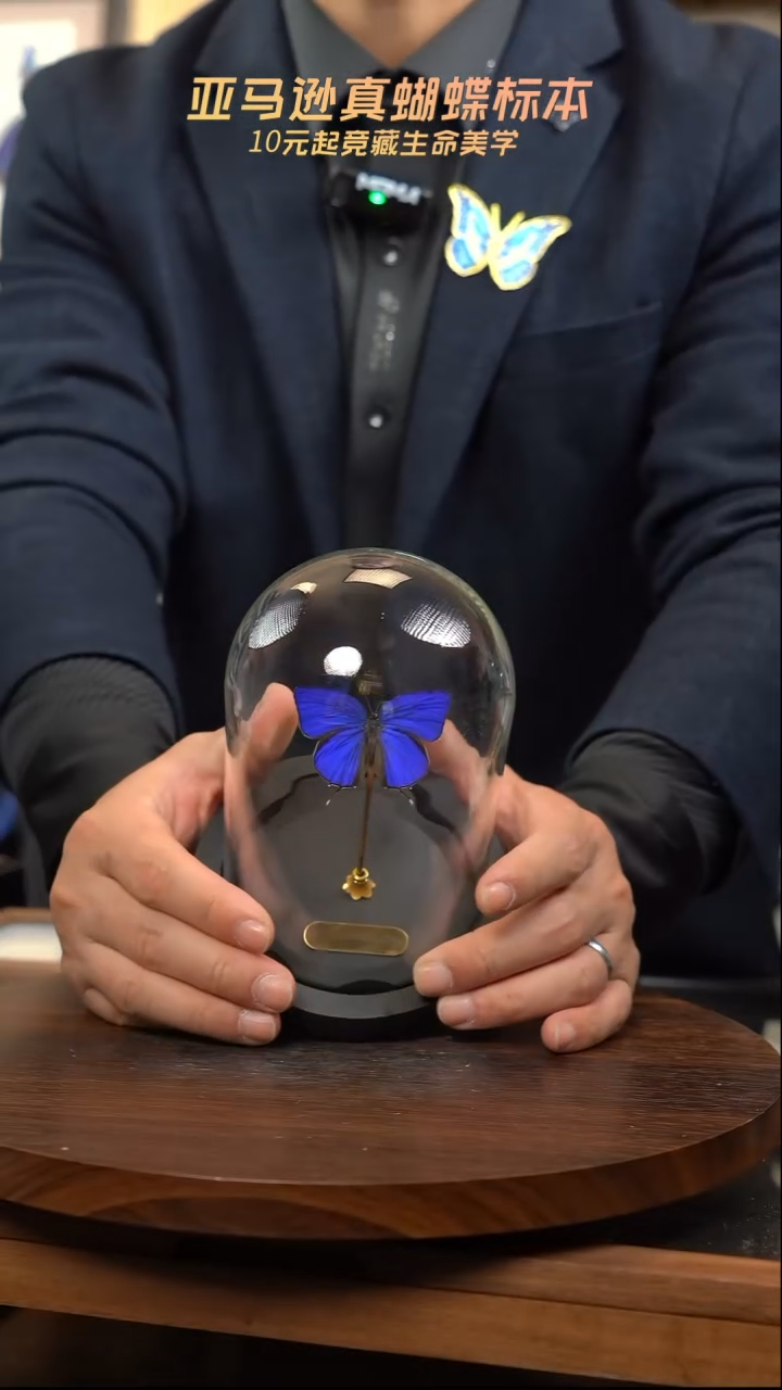 森绕灰蝶玻璃罩款