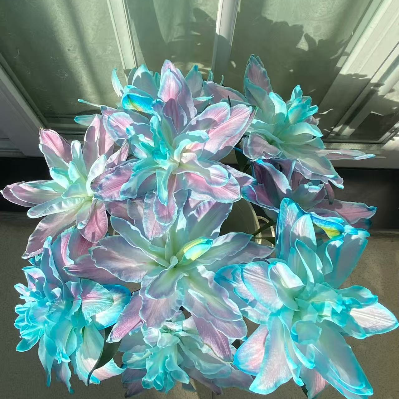 【大力甄选】AA级星空重瓣香水百合 云南基地现采现发 一单包邮