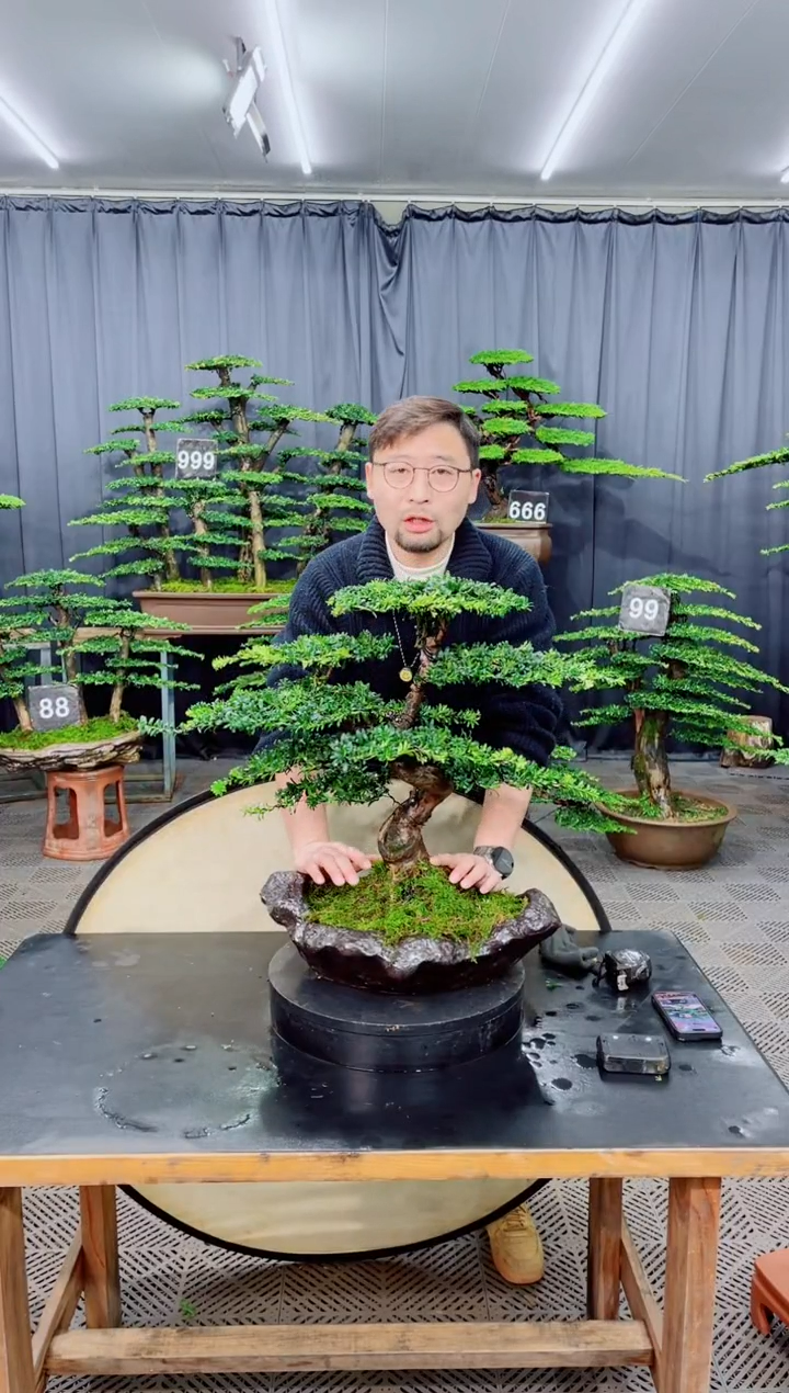 无花朵盆景......