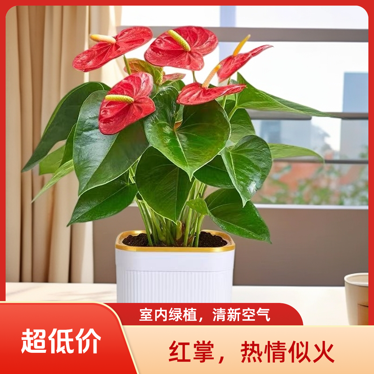 【带花发货】四季开花红掌盆栽室内水培土培绿植净化空气好养花卉