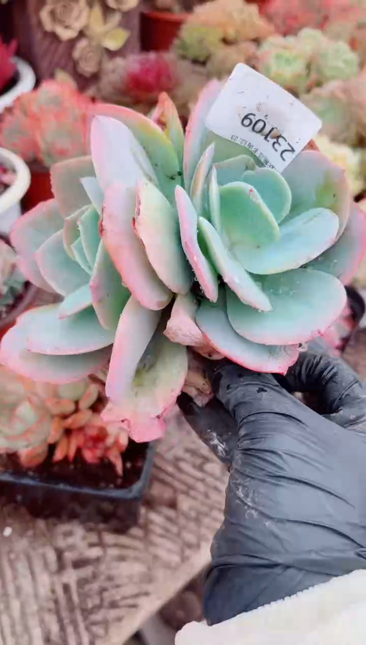 ?****?跃跃精品多肉23109