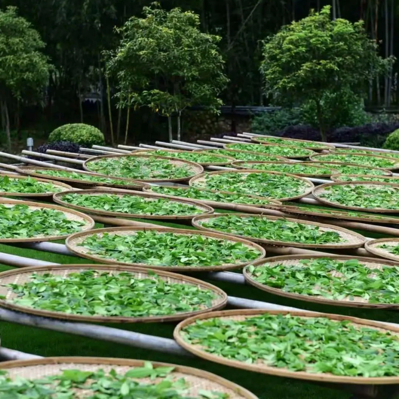 其云正岩【高货100泡散泡装(武夷岩茶)】