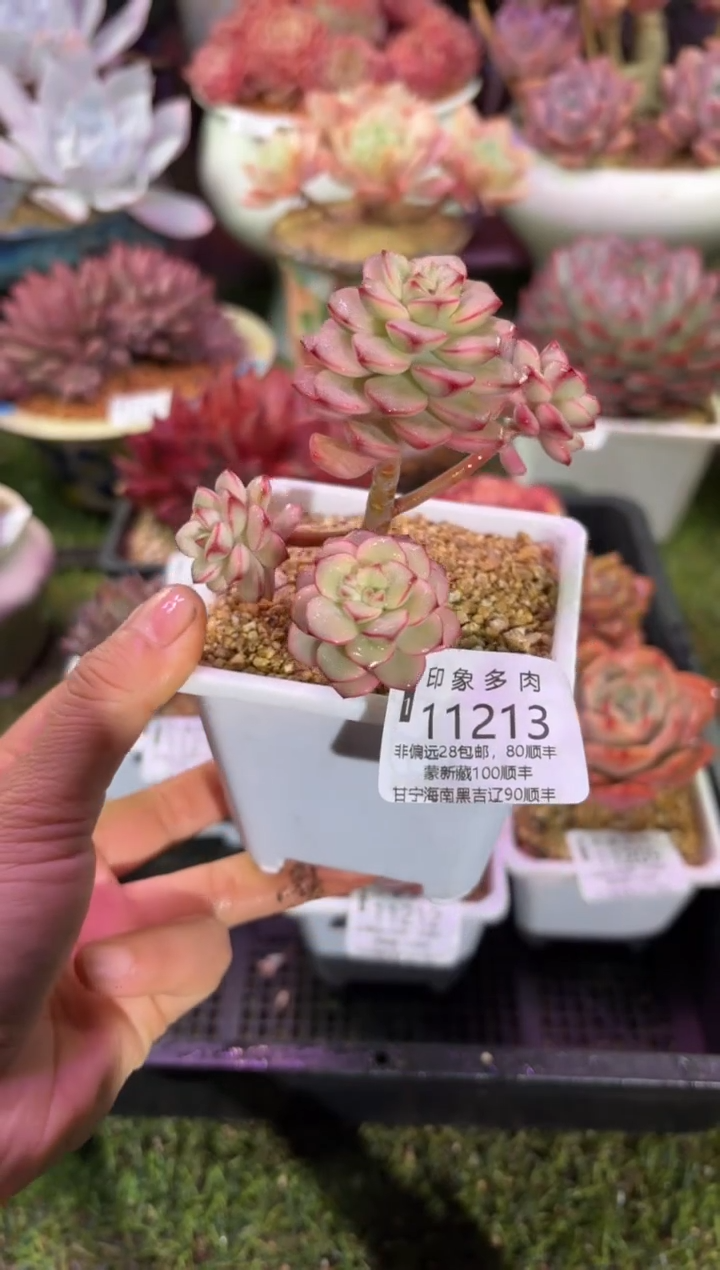 【闪购商品】11213
