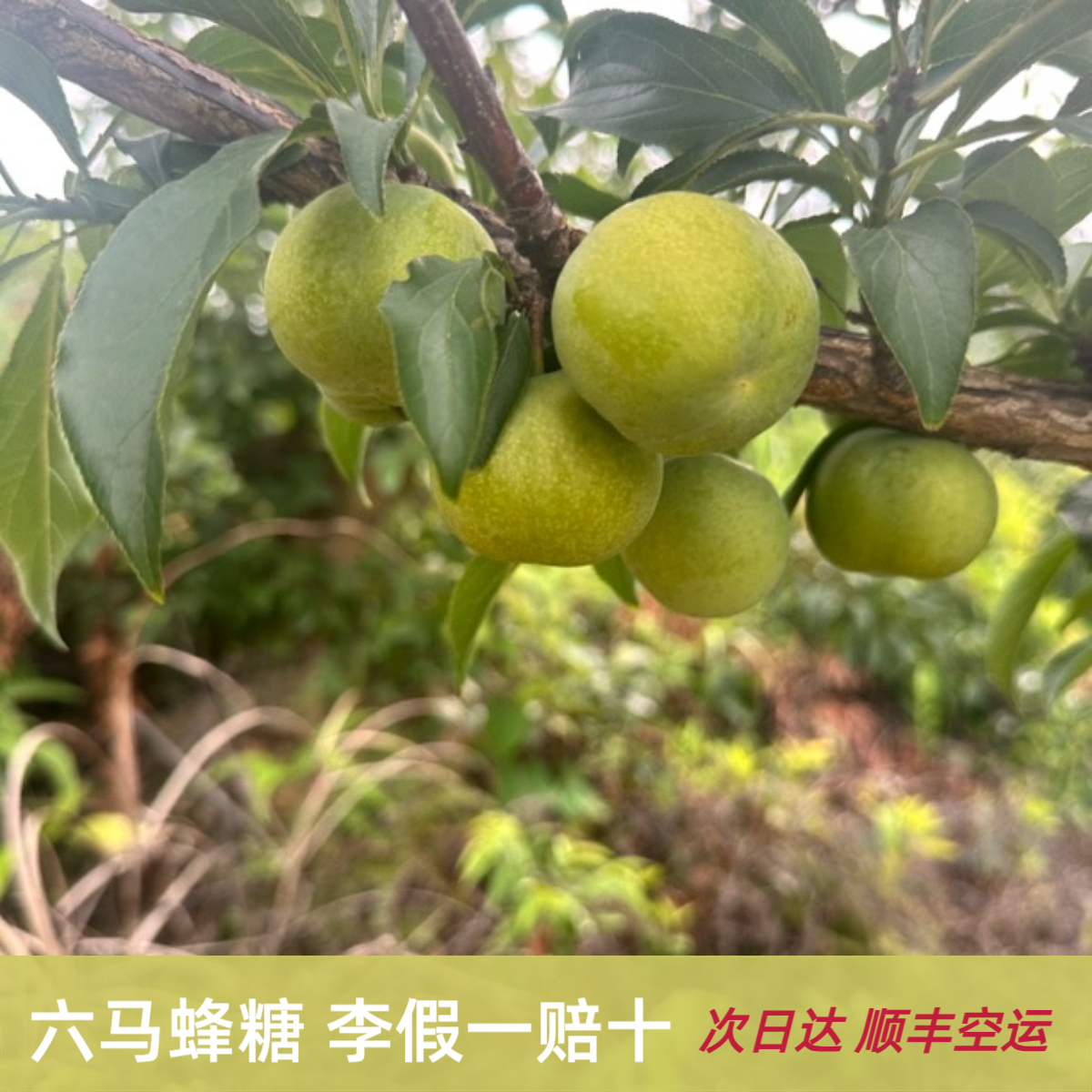 次日达顺丰贵州正宗镇宁六马蜂糖李新鲜现摘脆甜多汁脱核当季水果2-5斤李子同城送贵州省