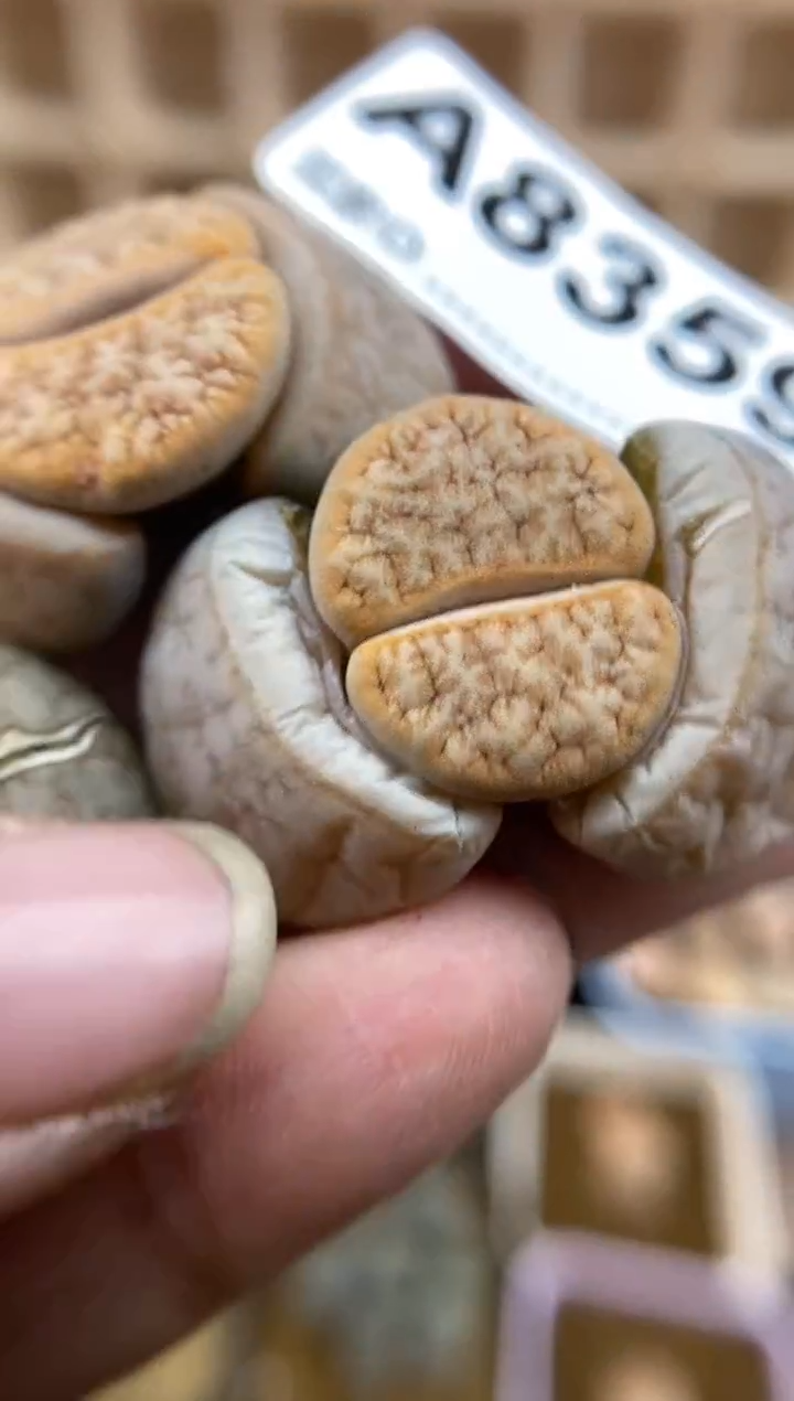 【闪购商品】8359直播一物一拍