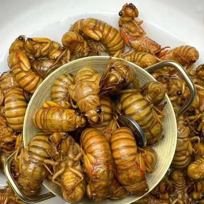 【小布点甄选】25年新鲜金禅 白禅 知了1猴 爬叉 顺丰冷链包邮 