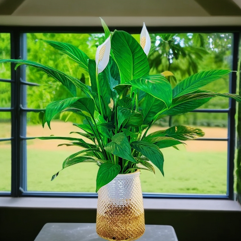 【花未眠】水培开花白掌盆栽绿植花卉植物一帆风顺室内四季开花