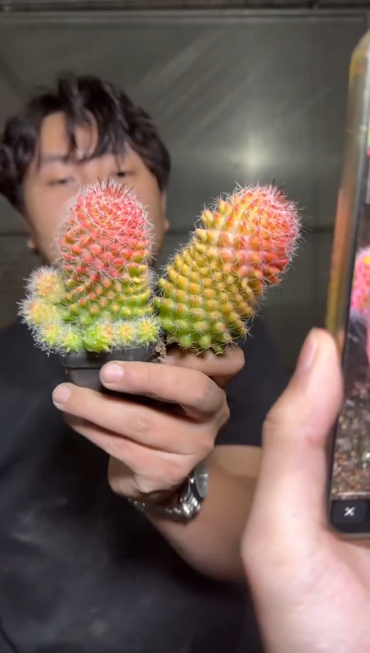 2颗 红娜丸 自然锦【带根】