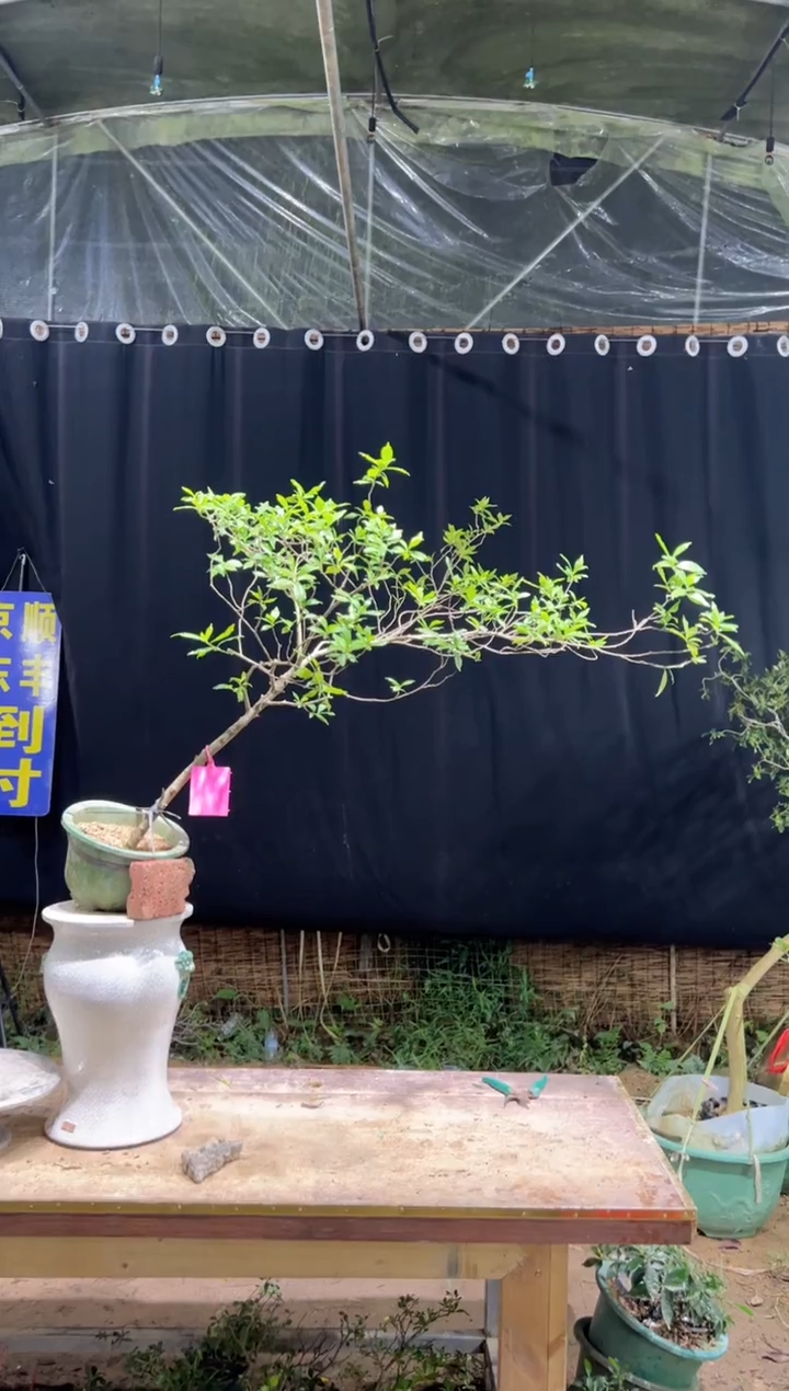 当前无花栽培后可以开花天*诚海岛栀子花