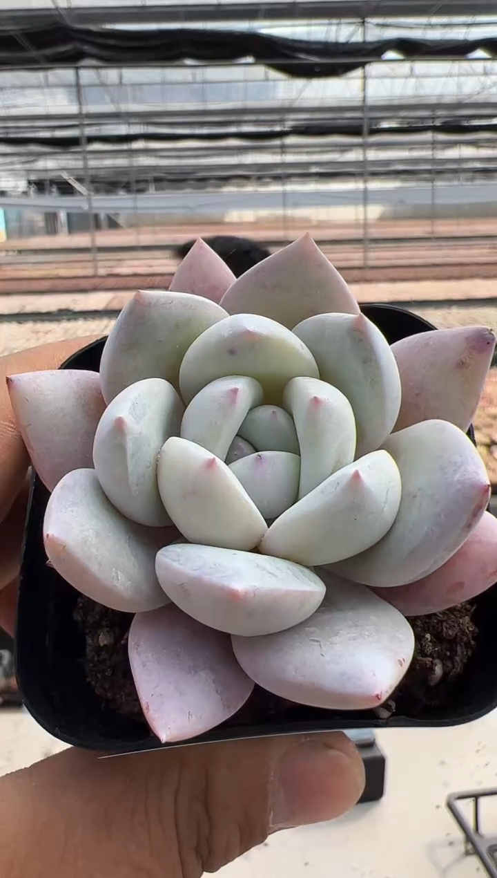 【闪购商品】新款多肉-124