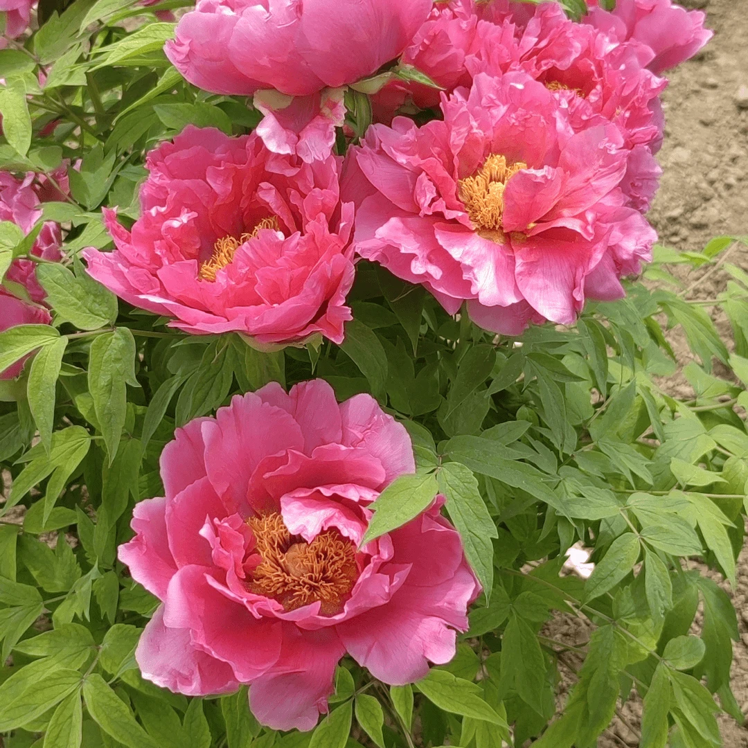【日月锦】正宗洛阳重瓣牡丹花苗北方耐寒盆栽地栽室内庭院花卉牡丹