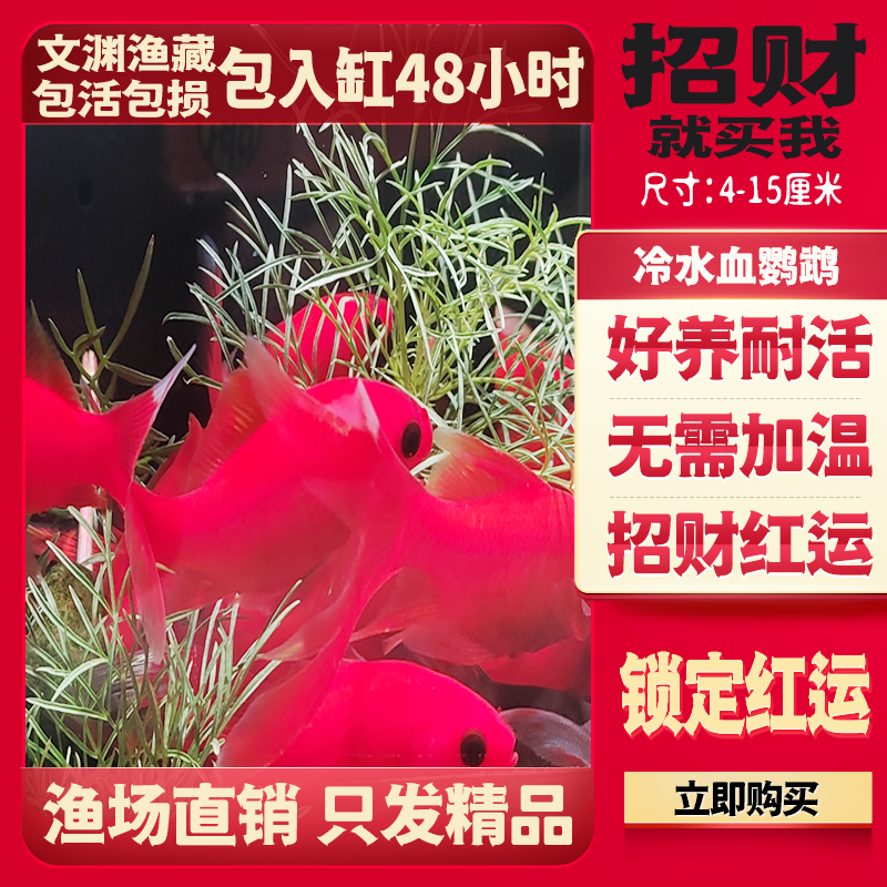 冷水鹦鹉鱼葡萄眼纯种红鱼冷水鱼大号招财鱼皮实耐养长短尾随机发