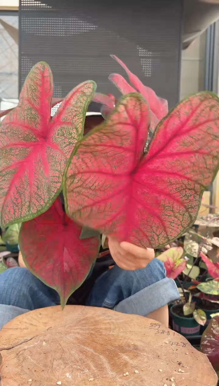 无花朵0013白兰地