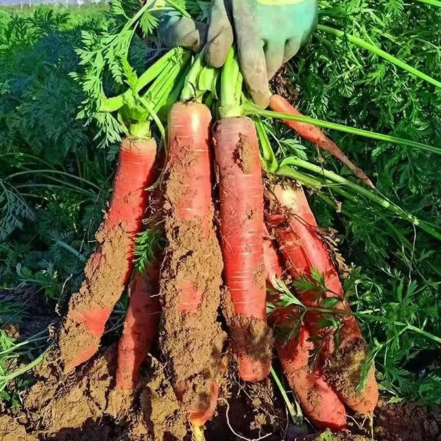 四川红萝卜（小时候的味道）老品种