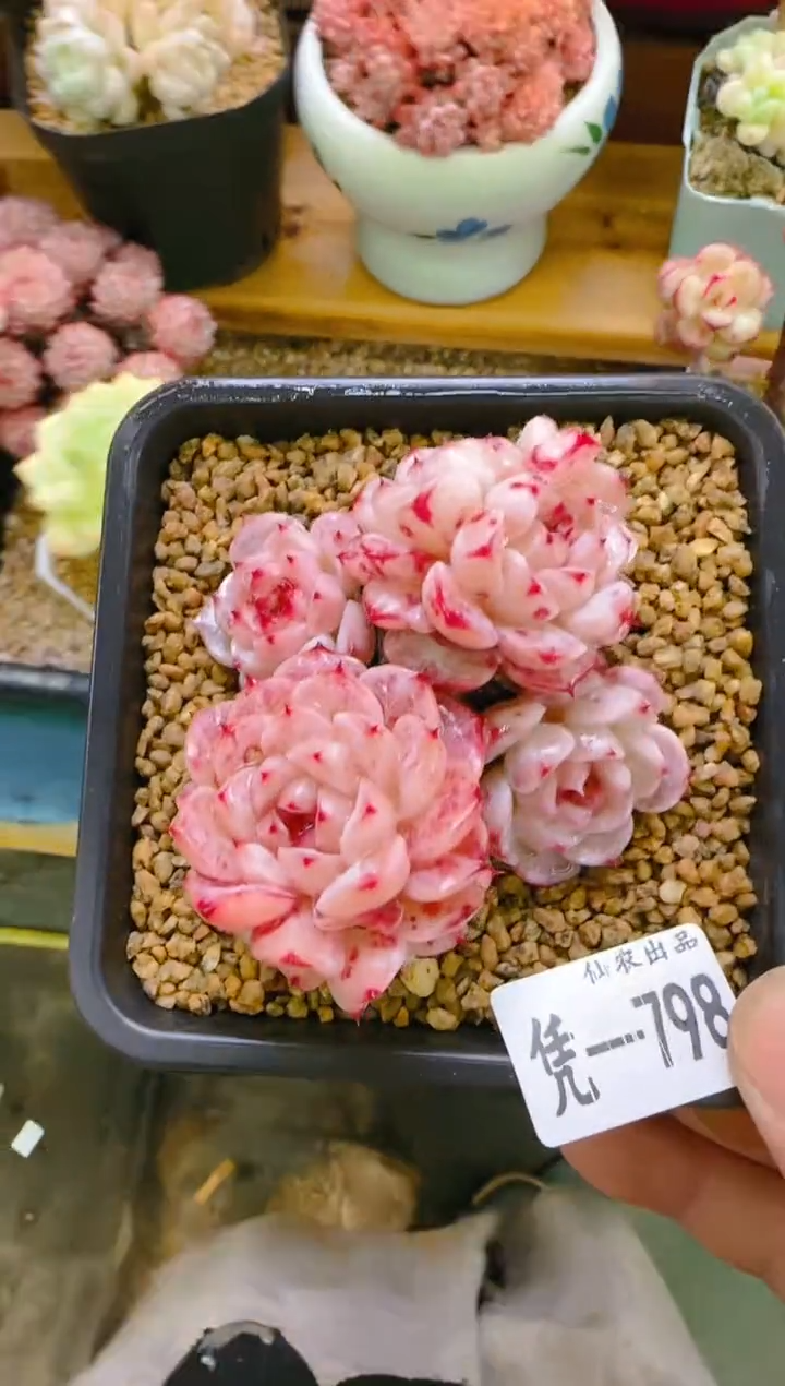 【闪购商品】凭—798—仙农（糖心天鹅绒）