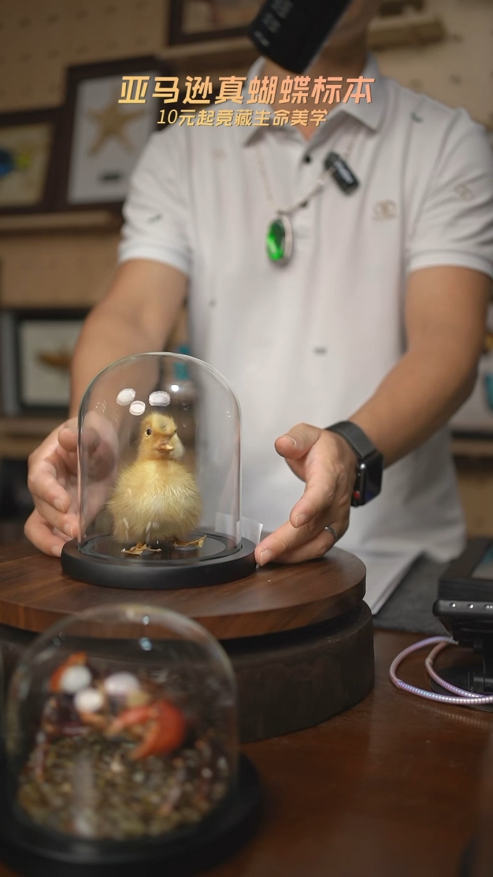 鸭子标本摆件k144