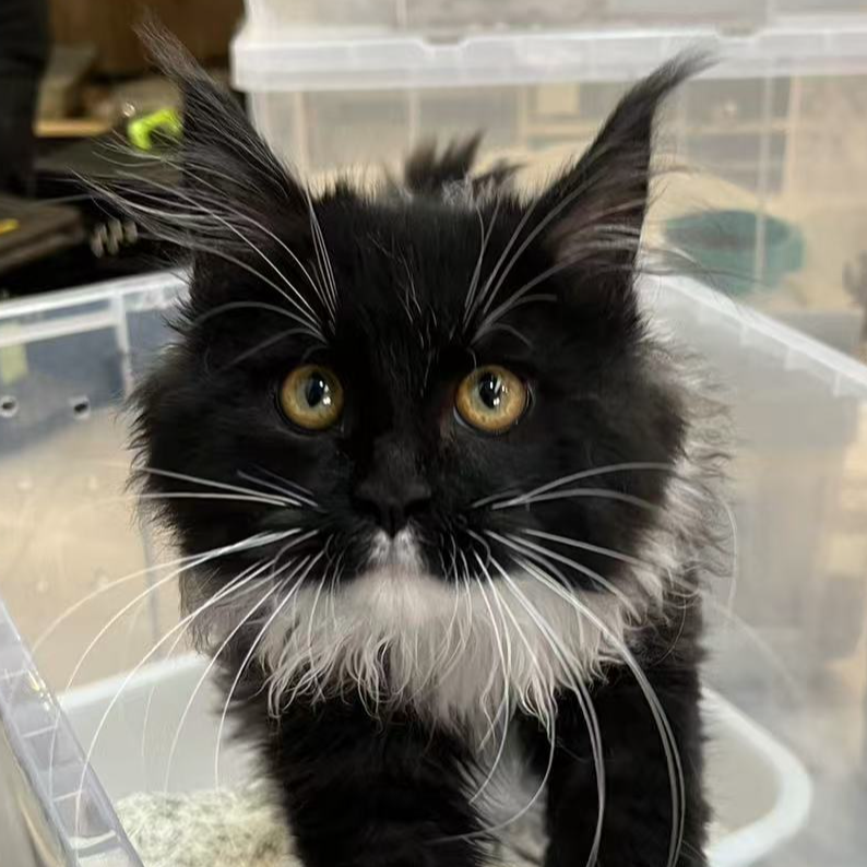 来了姊妹-烟色加白缅因猫 弟弟 18