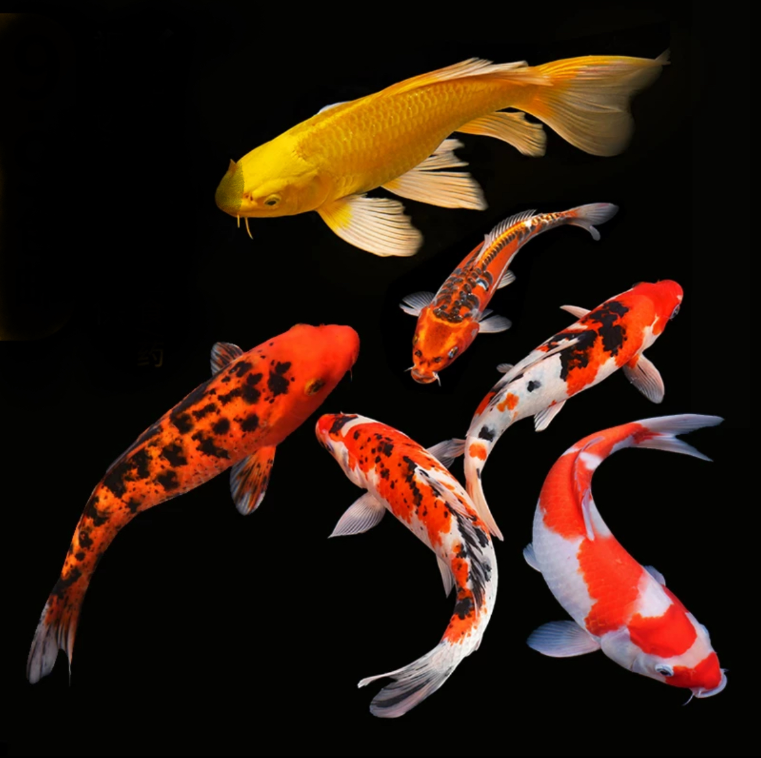 店铺改价链接观赏鱼·千顺