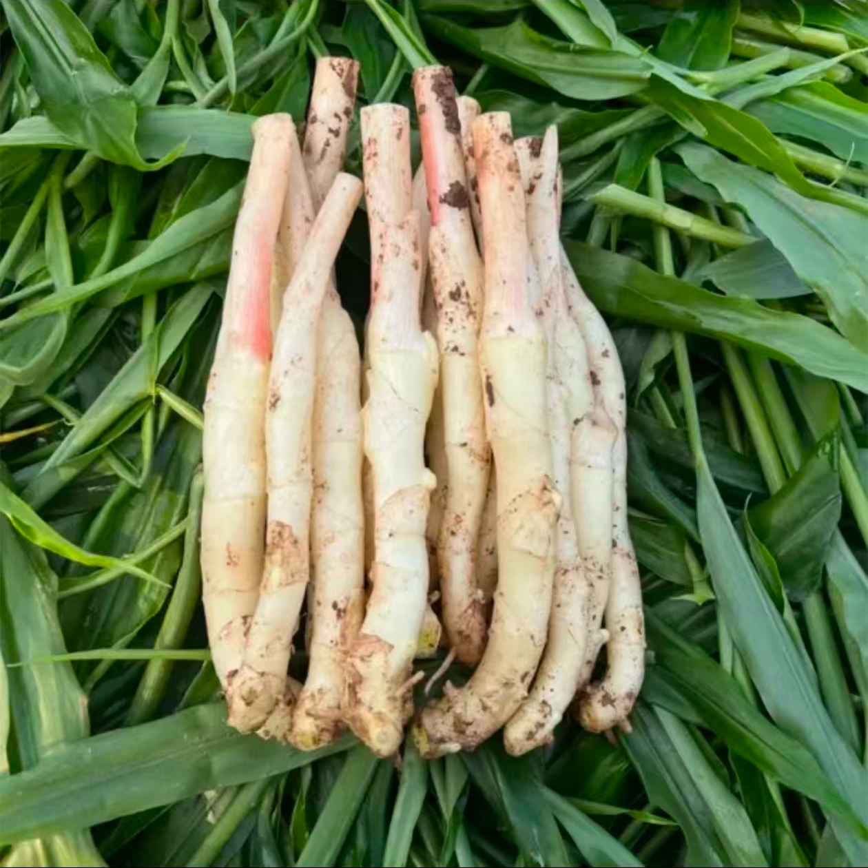 四川内江威远竹根姜泡姜醋姜现挖泥吧姜3斤五斤姜