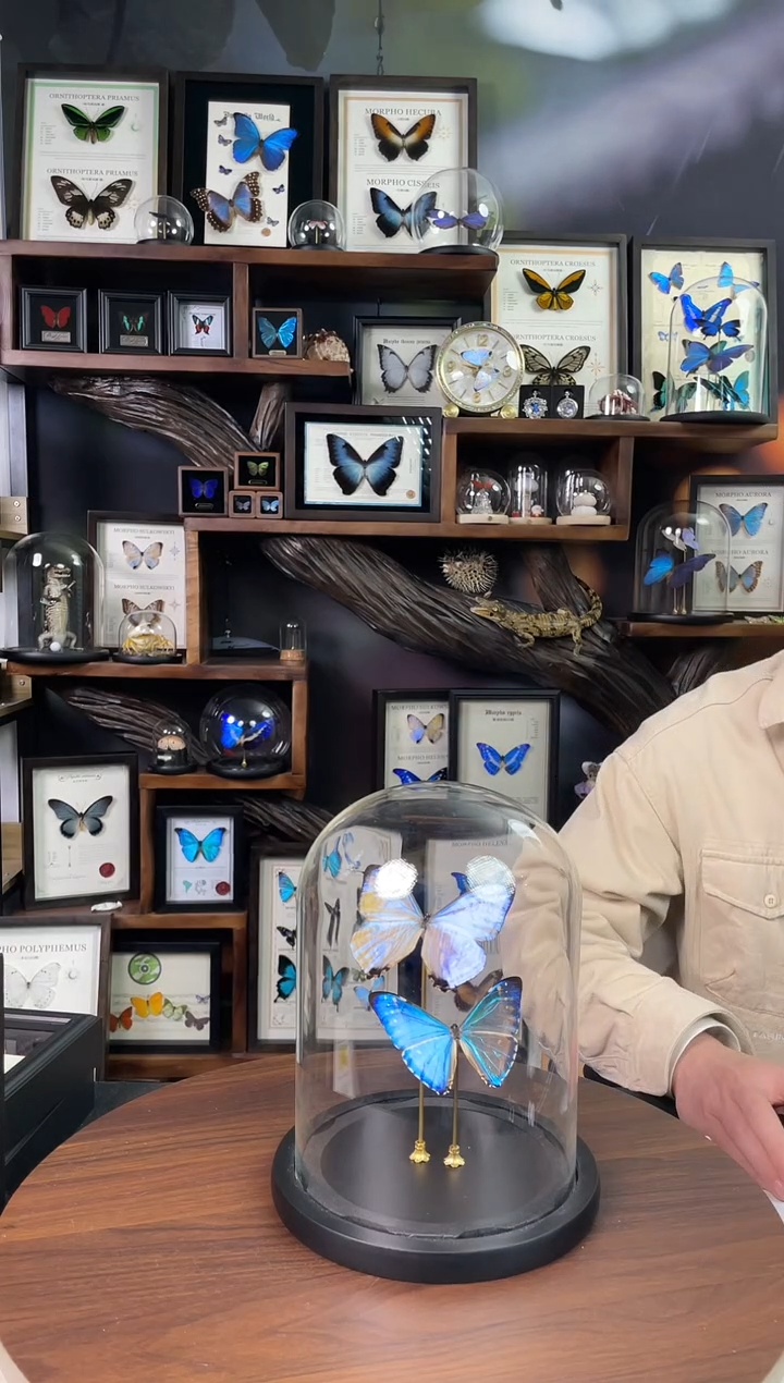 夜明珠闪蝶+西风闪蝶玻璃罩组合