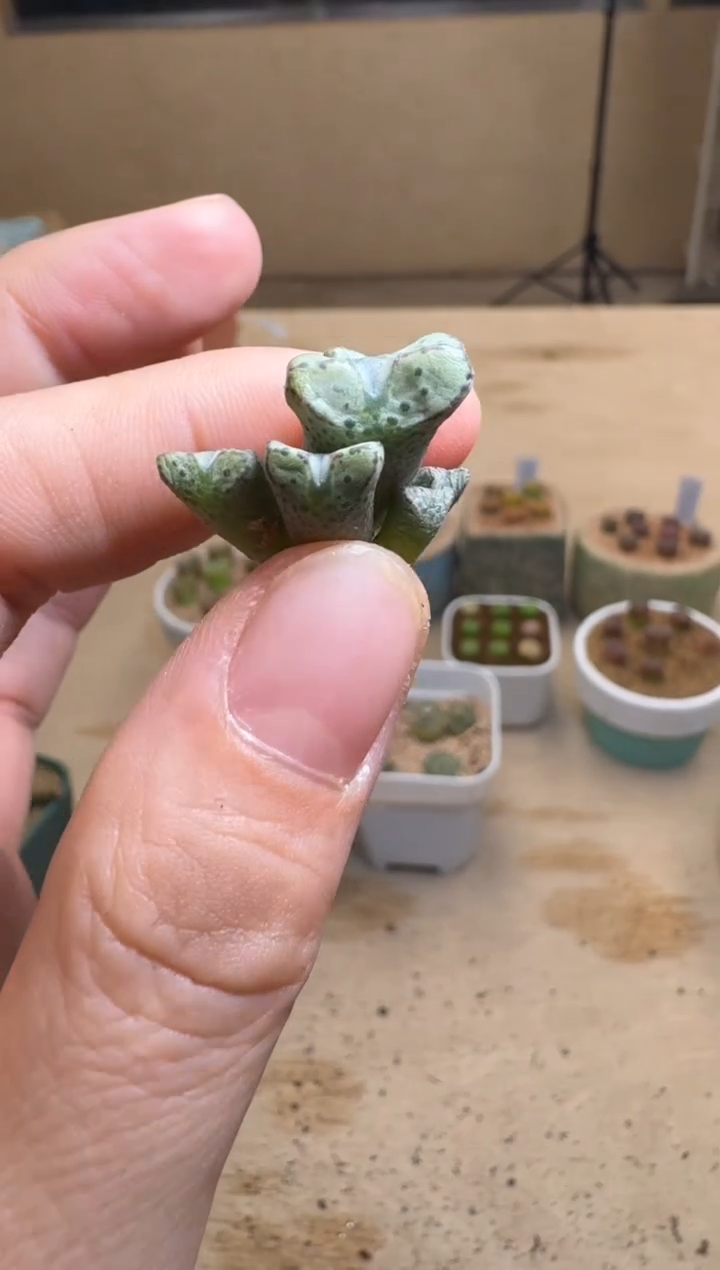 【闪购商品】1/24-161