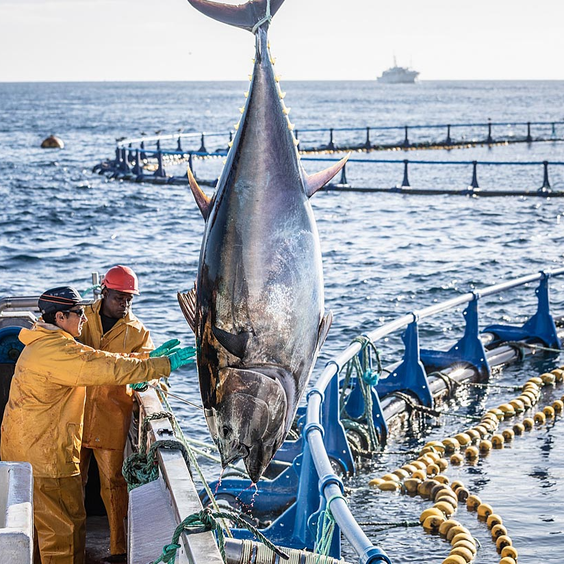 【代拍链接】大西洋海钓野生蓝鳍金枪鱼超低温冷冻刺身级生鱼片
